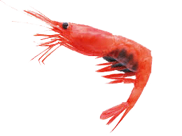 Seafood Products - Northern Shrimp