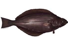 Seafood Product - Turbot