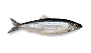 Seafood Products - Herring