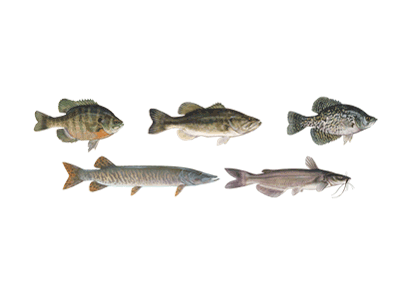 Seafood Products - Freshwater Fish