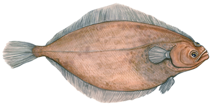Seafood Product - American Plaice