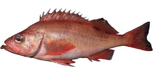 Seafood Products - Red Fish