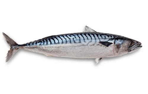 Seafood Products - Mackerel