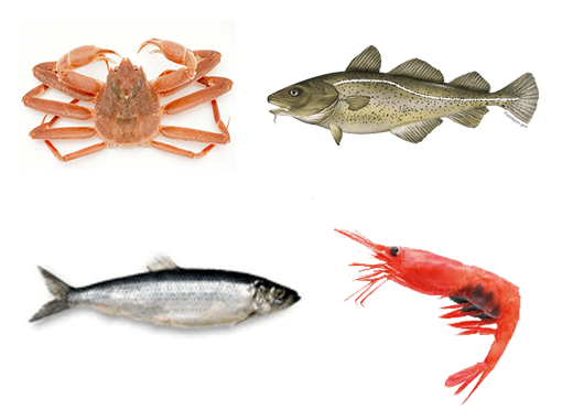 Sea Food Products
