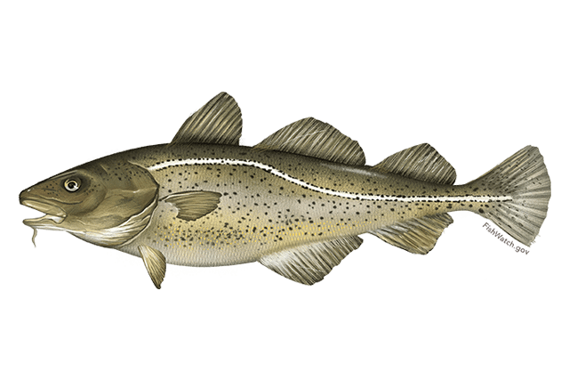 Seafood Product - Cod Fish