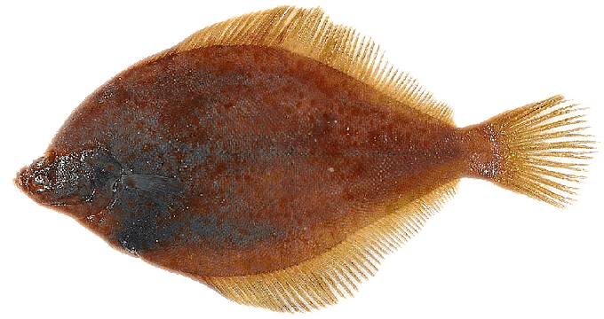 Seafood Products - Yellow Tail