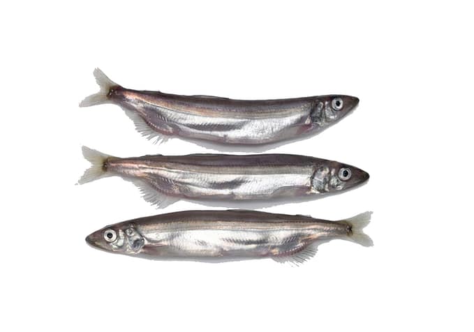 Seafood Products - Capelin